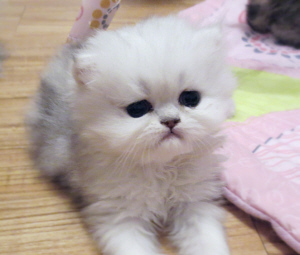 Silver Persian Kitten